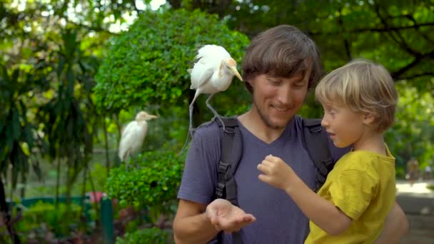 Super slowmotion shot of a young man and his little son have fun in a bird park and feed white herons from their hands — Stock Video