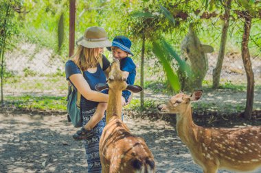 Anne ve oğlu tropikal bir hayvanat bahçesi elinden güzel geyik besleme