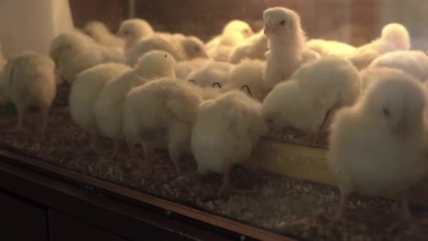 A lot of chickens in the incubator — Stock Video