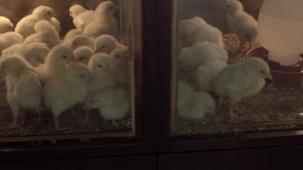 Много цыплят в инкубаторе — стоковое видео