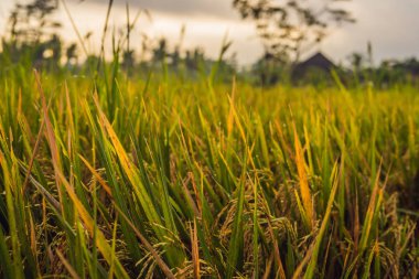 Güzel çiğ damla olgun pirinç yaprağına sabah