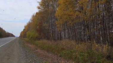 Bir yol ve sonbahar orman yakın aşağı yere düşen sarı yapraklar bir sürü bir kadeh Slowmotion. Sonbahar konsepti