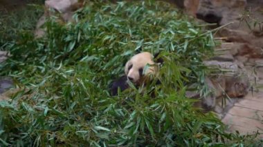 Bir çok güzel bambu dalları arasında oturma ve yemek ayı panda kadeh Slowmotion