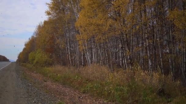Повільний постріл дороги і осіннього лісу неподалік, і багато жовтих листя падає на землю. концепція осені — стокове відео