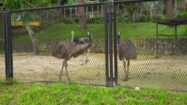 Strauße und Emus in einem tropischen Vogelpark, der von Wasser übergossen wird — Stockvideo
