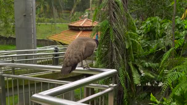 Steadicam prise d'un parc d'oiseaux avec une cascade et de longues allées sous les tropiques. Caméra révèle un paon assis sur des mains courantes 