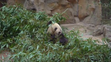 bir çok güzel bambu dalları arasında oturma ve yemek ayı panda
