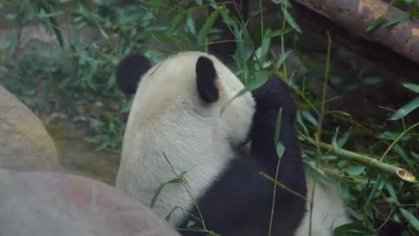 Adorável Urso Panda Sentado Entre Ramos Bambu Comer — Vídeo de Stock