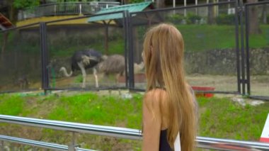 Steadicam bir genç kadın wisiting Devekuşları arıyorum bir kuş Parkı vurdu.