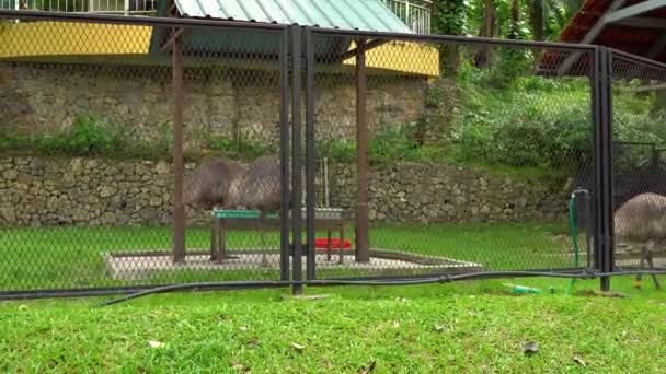 Avestruzes comuns e Emu em um parque de aves tropicais sendo derramado por água — Vídeo de Stock