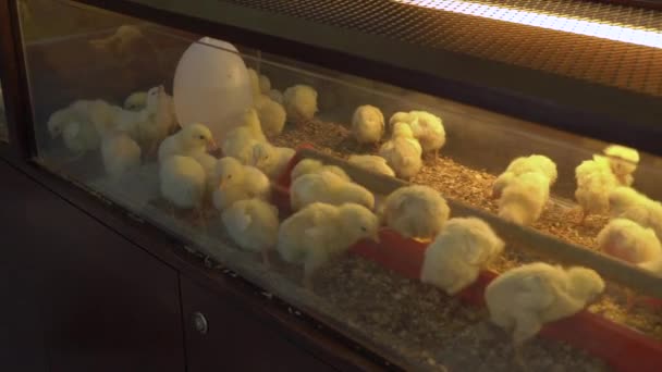 A lot of newborn chickens in the incubator — Stock Video