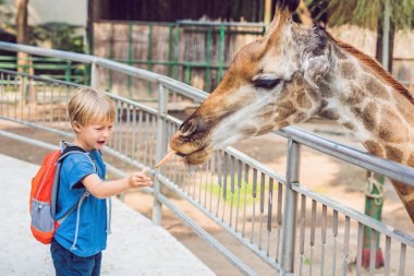 küçük çocuk çocuk izliyor ve hayvanat bahçesinde zürafa besleme. Mutlu bir çocukluk hayvanlar safari park sıcak yaz gününde eğleniyor