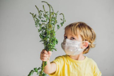 Çocuk için ragweed alerjisi var. Tıbbi maskeli, ragweed bush elinde tutar. Ambrosia kavramı alerjisi.