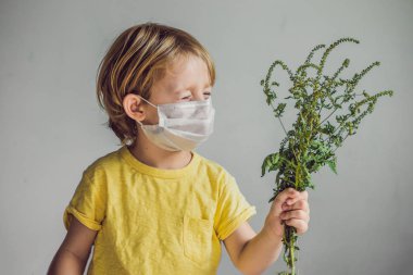 The boy is allergic to ragweed. In a medical mask, he holds a ragweed bush in his hands. Allergy to ambrosia concept. clipart
