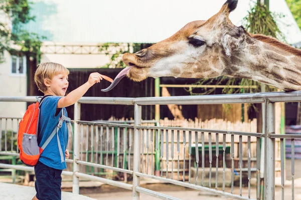 Um miúdo a ver e a alimentar girafa no jardim zoológico. Criança feliz se divertindo com animais parque de safári no dia quente de verão — Fotografia de Stock