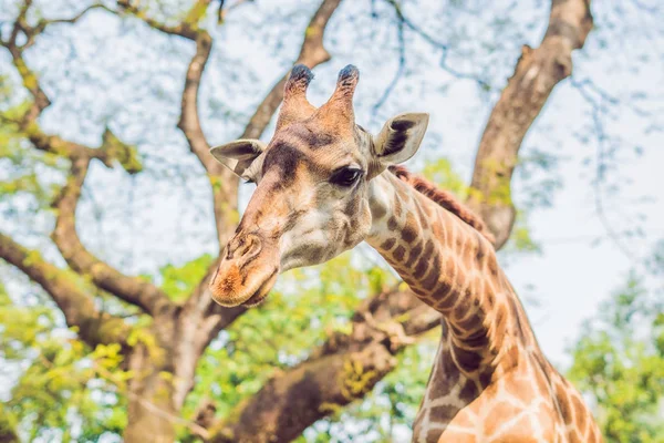 Giraffe eating from a tree in a gorgeous landscape in Africa — Stock Photo, Image
