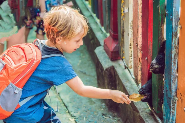 El chico alimenta cabras en el zoológico — Foto de Stock