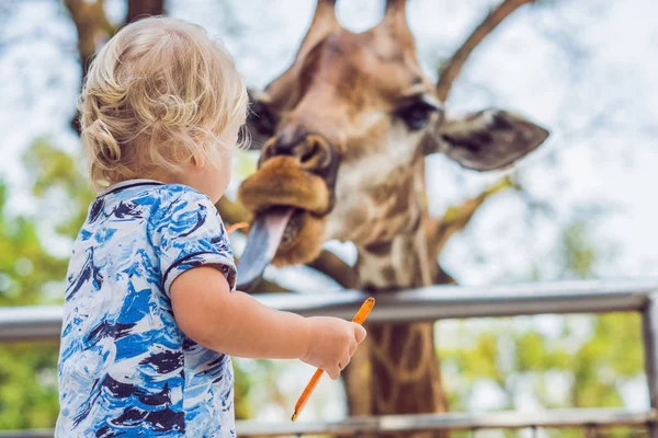 Petit garçon regardant et nourrissant girafe dans le zoo. Enfant heureux s'amuser avec les animaux safari parc sur chaude journée d'été — Photo