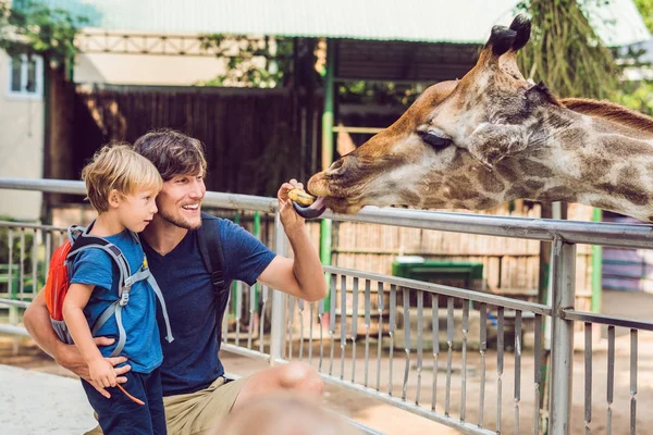 Baba ve oğul izliyor ve hayvanat bahçesinde zürafa besleme. Mutlu bir çocukluk hayvanlar safari park sıcak yaz gününde eğleniyor — Stok fotoğraf