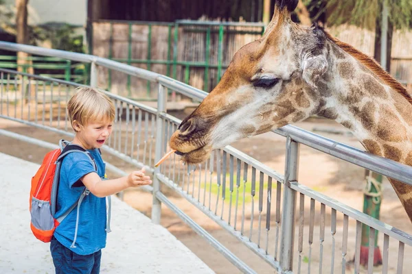 Küçük çocuk çocuk izliyor ve hayvanat bahçesinde zürafa besleme. Mutlu bir çocukluk hayvanlar safari park sıcak yaz gününde eğleniyor — Stok fotoğraf