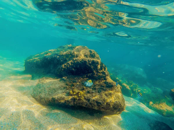 Тропические рыбы и кораллы в море под водой — стоковое фото