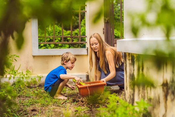 Hermosa mujer joven y su lindo hijo plantando plántulas en la cama en el jardín doméstico en el día de verano. Herramientas de jardín, guantes y regadera al aire libre. Actividad de jardinería con niños pequeños y familiares — Foto de Stock