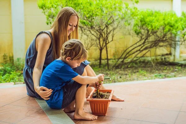 Beautiful young woman and her cute son planting seedlings in bed in the domestic garden at summer day. Garden tools, gloves and watering can outdoors. Gardening activity with little kid and family — Stock Photo, Image