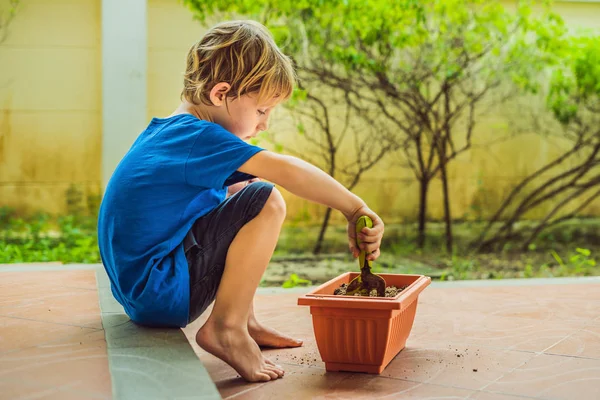 Маленький милий хлопчик сіє насіння в квітковому горщику в саду — стокове фото