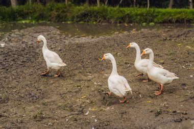 Çamur ve semidark köyde kazlar yol