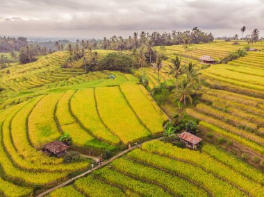 Yeşil pirinç tarlaları kırsal arazi drone çeltik yetiştirilen bitkiler ile uçan hava üstten görünüm fotoğrafın. Bali, Endonezya