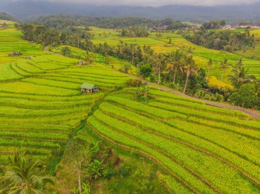 Yeşil pirinç tarlaları kırsal arazi drone çeltik yetiştirilen bitkiler ile uçan hava üstten görünüm fotoğrafın. Bali, Endonezya
