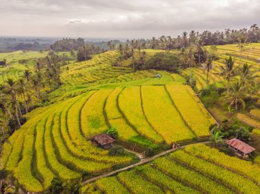 Yeşil pirinç tarlaları kırsal arazi drone çeltik yetiştirilen bitkiler ile uçan hava üstten görünüm fotoğrafın. Bali, Endonezya