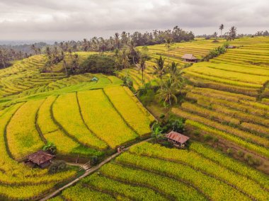 Yeşil pirinç tarlaları kırsal arazi drone çeltik yetiştirilen bitkiler ile uçan hava üstten görünüm fotoğrafın. Bali, Endonezya