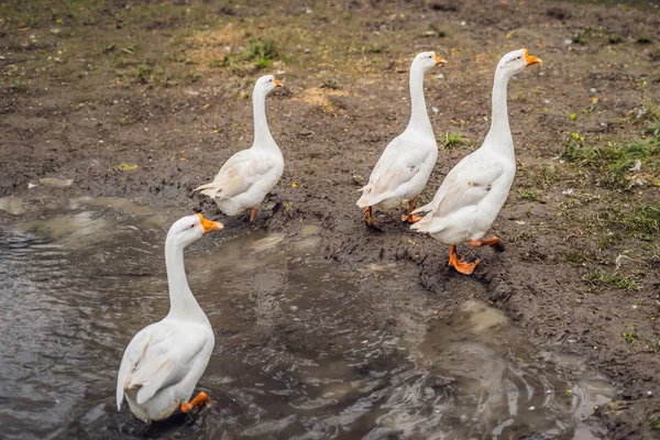 Les oies marchent dans la boue et le semi-arche dans le village — Photo