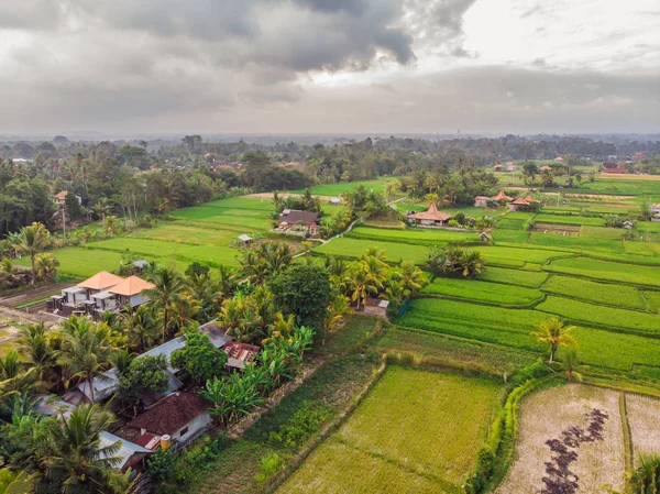 Φωτογραφία εναέρια θέα πάνω από το πέταγμα κηφήνας πράσινο ορυζώνες στην ύπαιθρο γης καλλιεργούνται φυτά της paddy. Μπαλί, Ινδονησία — Φωτογραφία Αρχείου