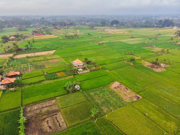 Φωτογραφία εναέρια θέα πάνω από το πέταγμα κηφήνας πράσινο ορυζώνες στην ύπαιθρο γης καλλιεργούνται φυτά της paddy. Μπαλί, Ινδονησία — Φωτογραφία Αρχείου
