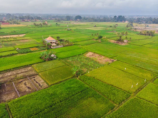 Aerial top view photo from flying drone of green rice fields in countryside Land with grown plants of paddy. Bali, Indonesia — Stock Photo, Image