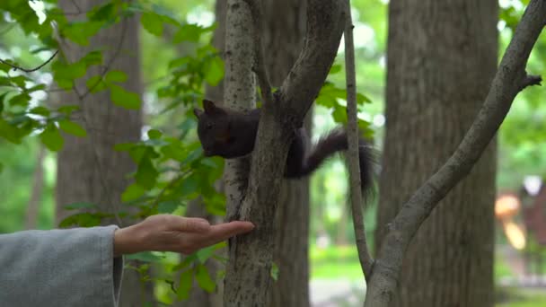 Γυναίκα Ένα Πάρκο Που Ταΐζει Ένα Σκίουρο Έννοια Αλληλεπίδραση Ανθρώπου — Αρχείο Βίντεο