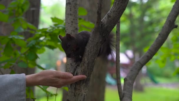 Nő egy parkban etetés egy mókus. Ember és természet kölcsönhatás fogalma — Stock videók