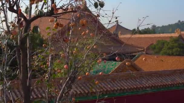 Steadicam shot of a young woman travel bloger visiting the Forbidden city - ancient palace of Chinas emperor. persimmon trees with fruits in a palace park — Stock Video