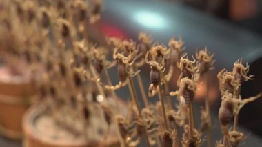 Çok sinirli bir Bambu stick akrepler closeup slowmotion vurdu. Çin kavramı için seyahat. Egzotik yiyecek konsepti