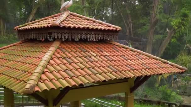 Steadicam prise d'un parc d'oiseaux avec une cascade et de longues allées sous les tropiques. Caméra révèle un pélican assis sur un pavillon — Video
