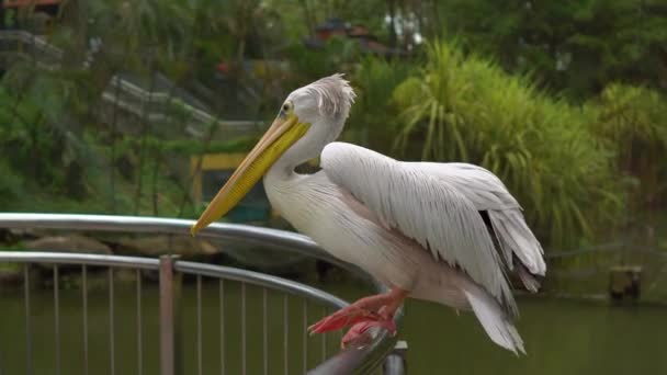 Steadicam plan d'un gros pélican assis sur une rampe dans un parc d'oiseaux tropicaux — Video