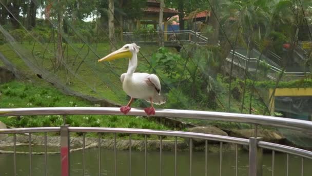 熱帯性の鳥公園の手すりの上に座って大きなペリカン鳥のステディカム ショット — ストック動画