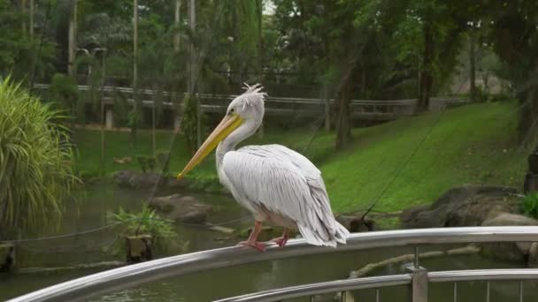 Steadicam toma de un gran pájaro pelícano sentado en una barandilla en un parque de aves tropical — Vídeo de stock