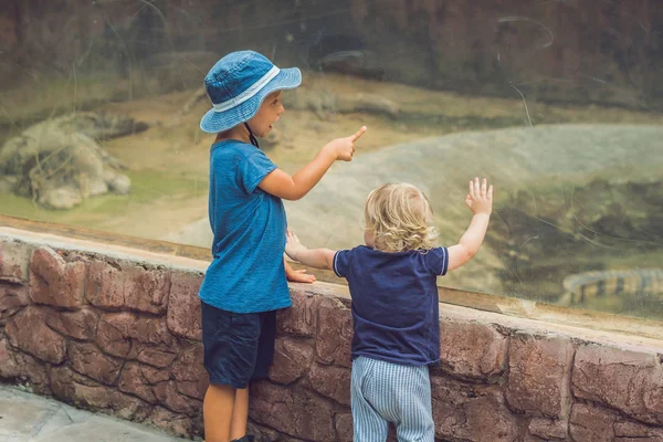 Jongens kijken van reptielen in het terrarium — Stockfoto