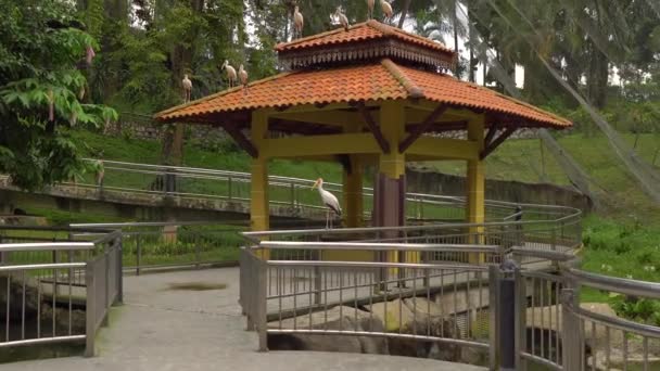 Steadicam-Aufnahme eines Vogelparks mit Wasserfall und langen Wanderwegen in den Tropen. Kamera zeigt eine Gruppe Gelbschnabelstörche, die auf Dach und Geländer sitzen — Stockvideo