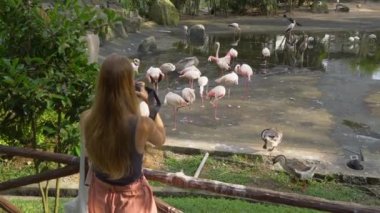 Tropikal bir parkta genç kadın bir resim flamingo kuşları bir grup alır