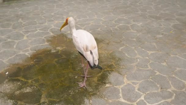 Scatto steadycam di una cicogna dal becco giallo in un parco di uccelli tropicali — Video Stock