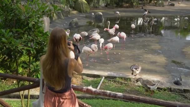 Une jeune femme dans un parc tropical prend une photo d'un groupe d'oiseaux flamants roses 
